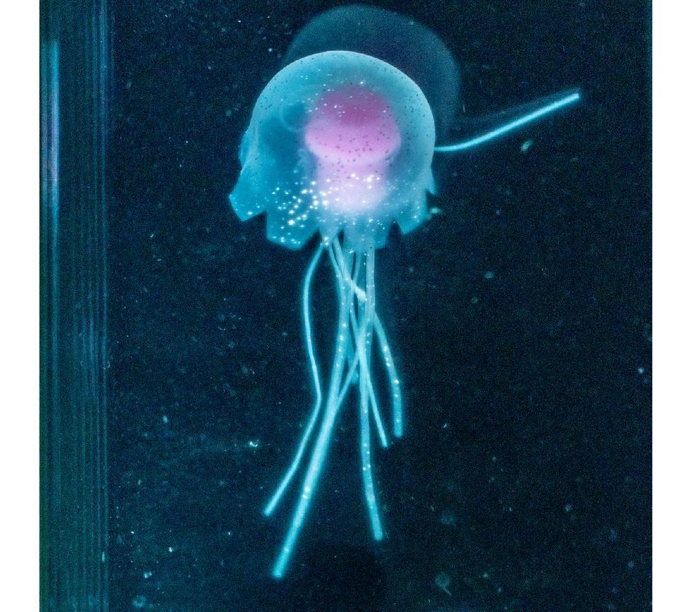 GLOBAL GIZMOS Jellyfish Aquarium Lamp - Black image number 5 of 6