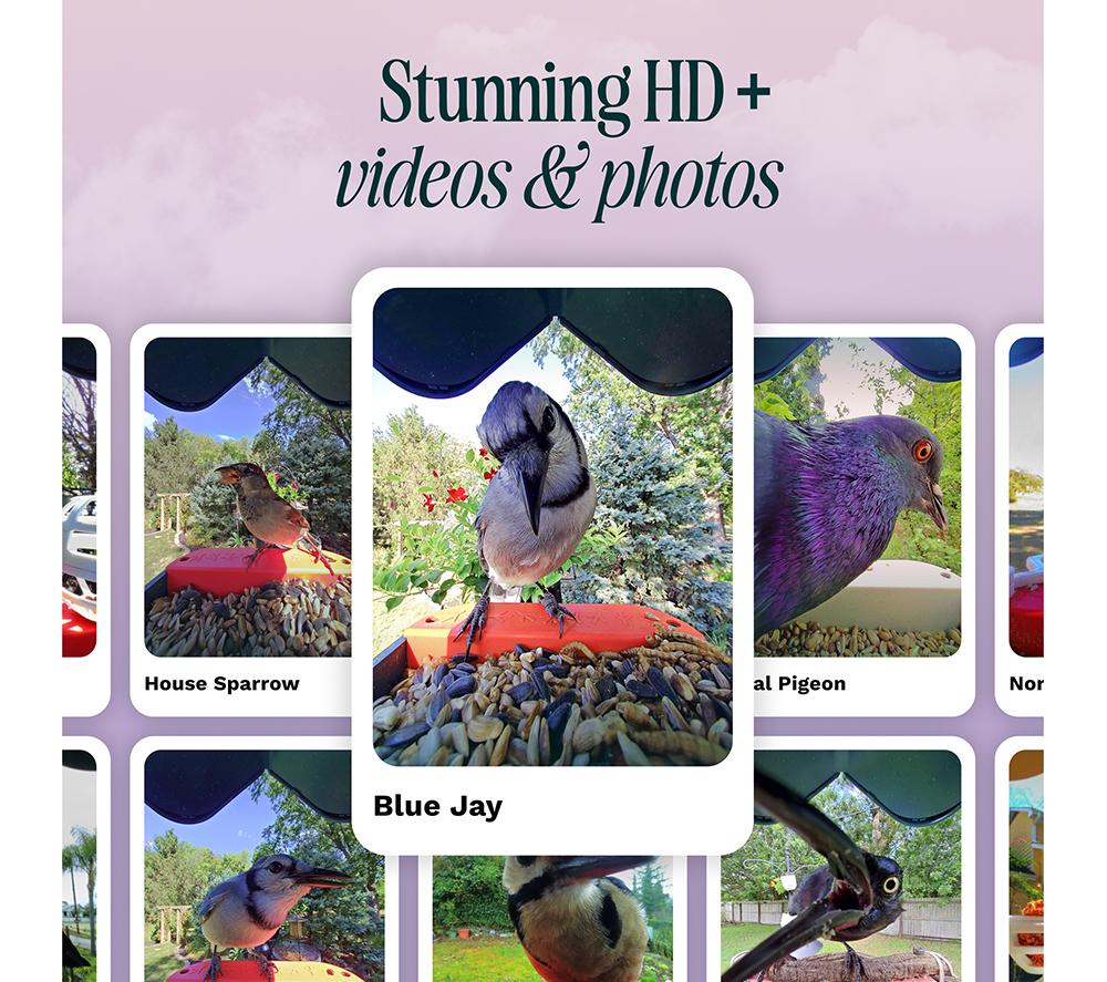 BIRD BUDDY 2.0 Smart Camera Bird Feeder with Solar Roof - Blue image number 5 of 10