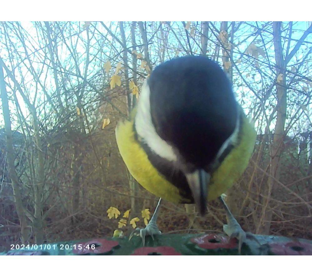 DENVER BFC-1200 Smart Camera Bird Feeder with Solar Roof - Green image number 2 of 9