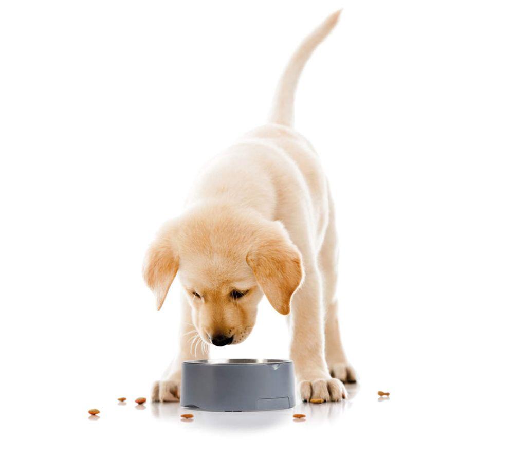 SALTER Pet Bowl Scale - Grey image number 4 of 8