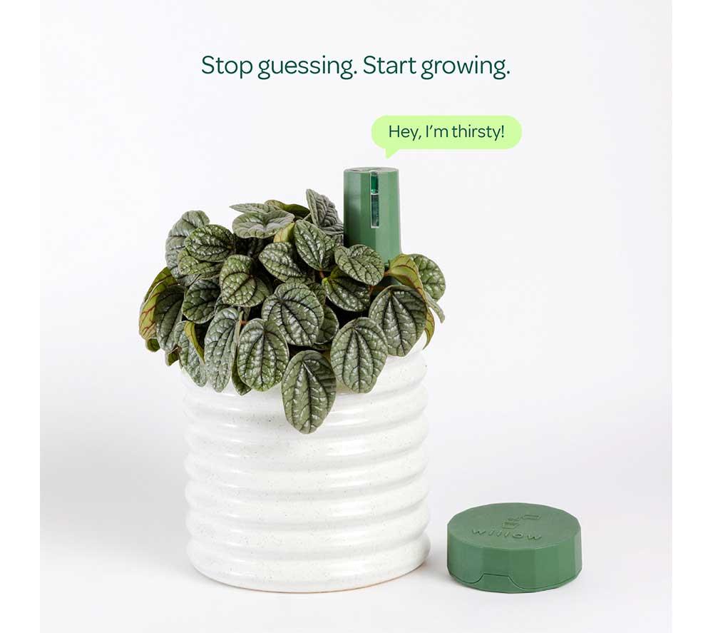 WILLOW Plant Sensor Starter Pack - Moss Green image number 2 of 7