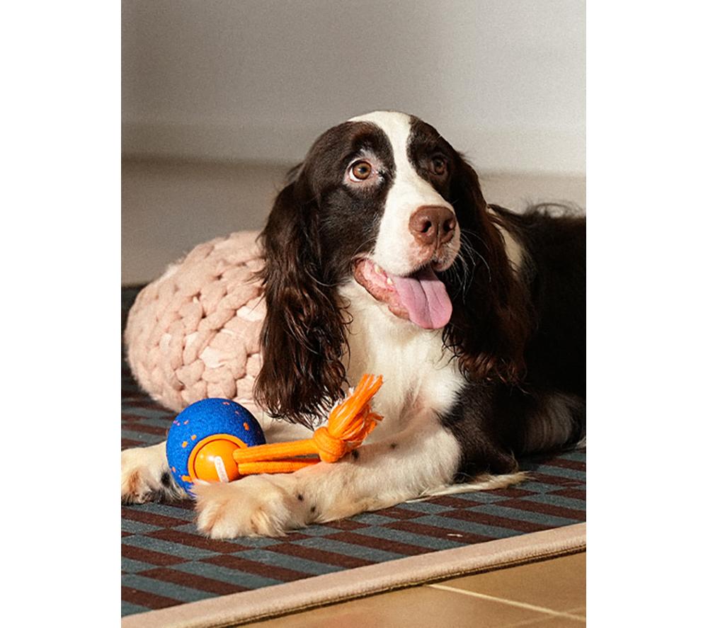 CHEERBLE Wicked Ball Rolly Pet Toy - Blue & Orange image number 5 of 16