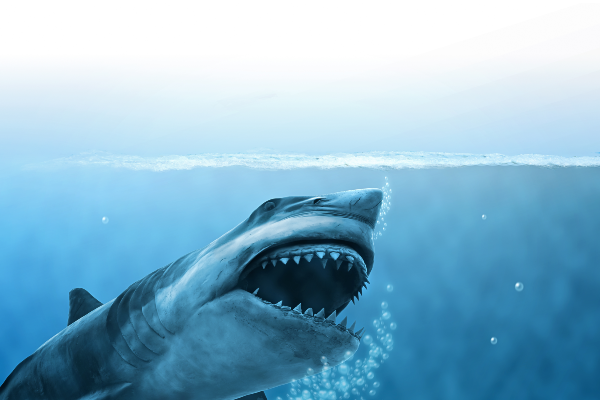 jaws 1975 film