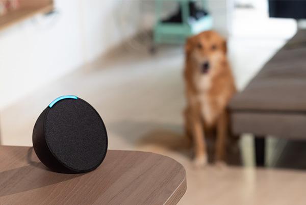 amazon echo pop alexa dog lounge