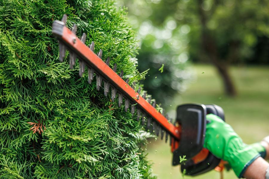Hedge trimmers