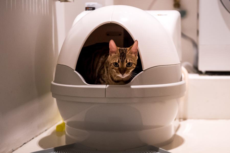 Cat in an self-cleaning litter tray