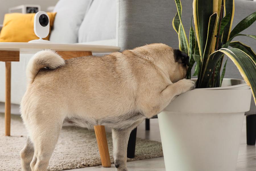 A pet camera on a table with a dog in the background