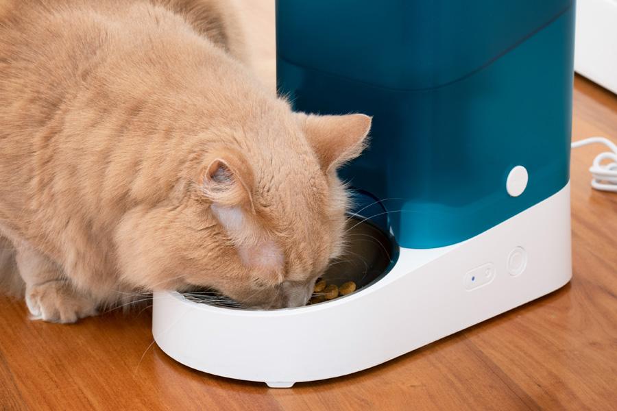 Cat eating from an automatic pet feeder