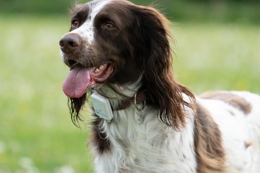 Person putting a GPS pet tracker on a dog's collar