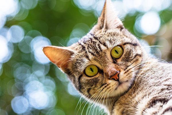 A cat with green eyes looking up at the camera.