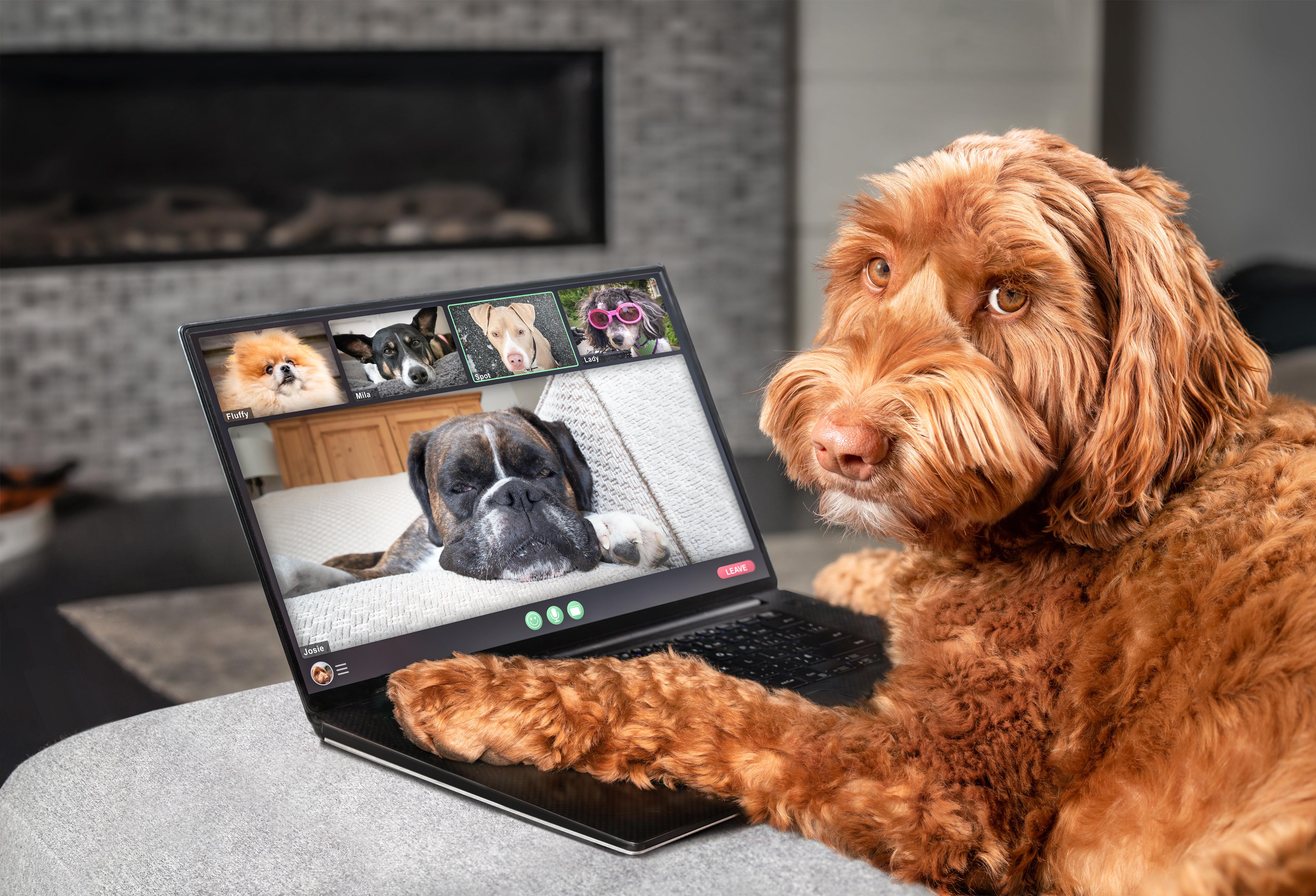 a dog sitting on a couch with a laptop open on the table