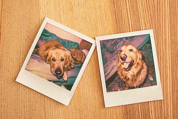 two polaroids of dogs