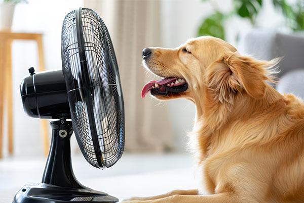 a dog sitting next to a fan with its tongue out