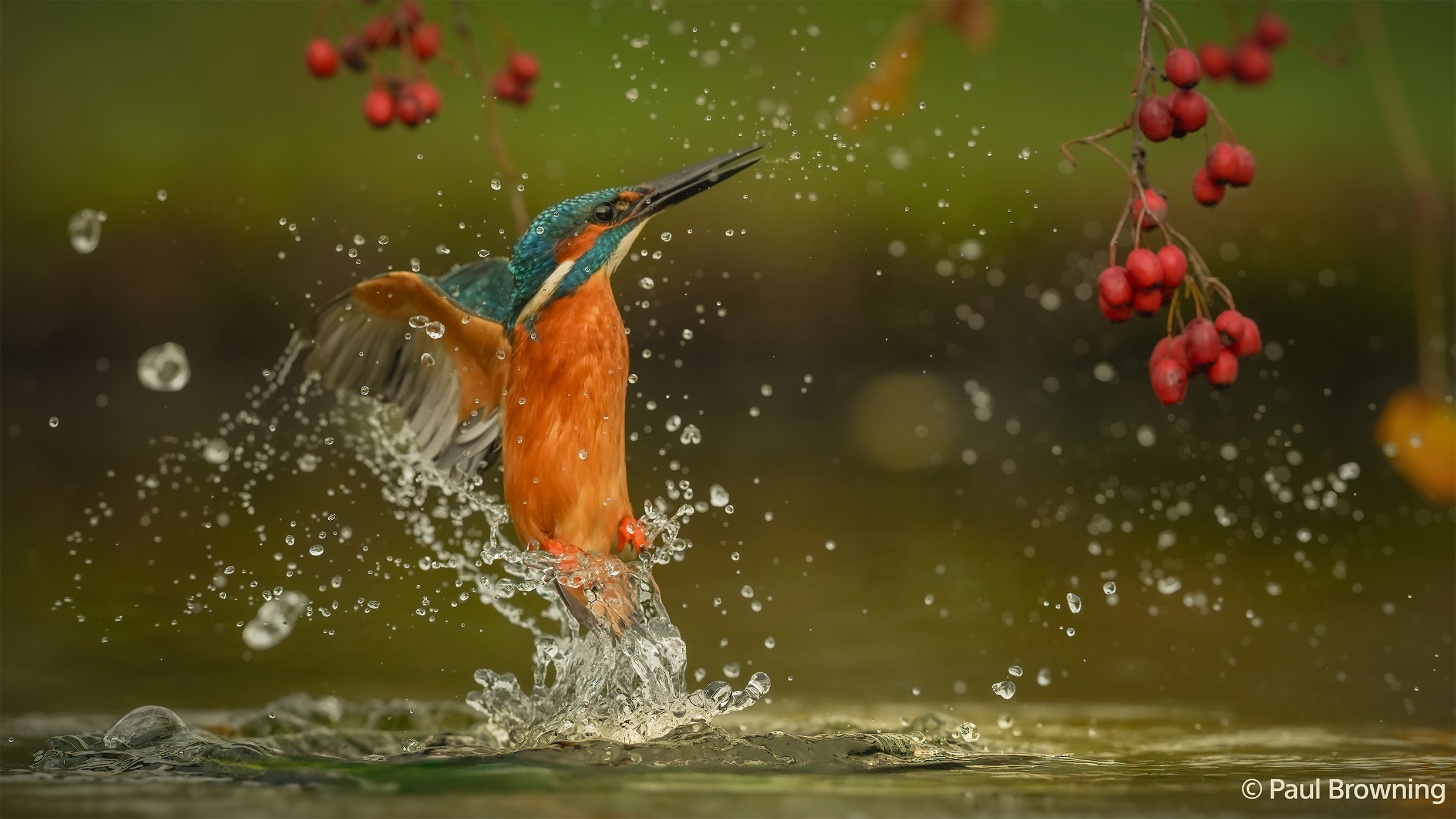 A crisp photo of a bird flying up from some water