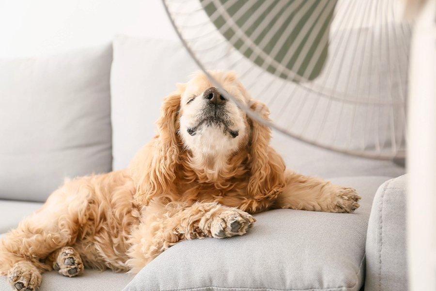 A dog on a sofa with a fan in front of it