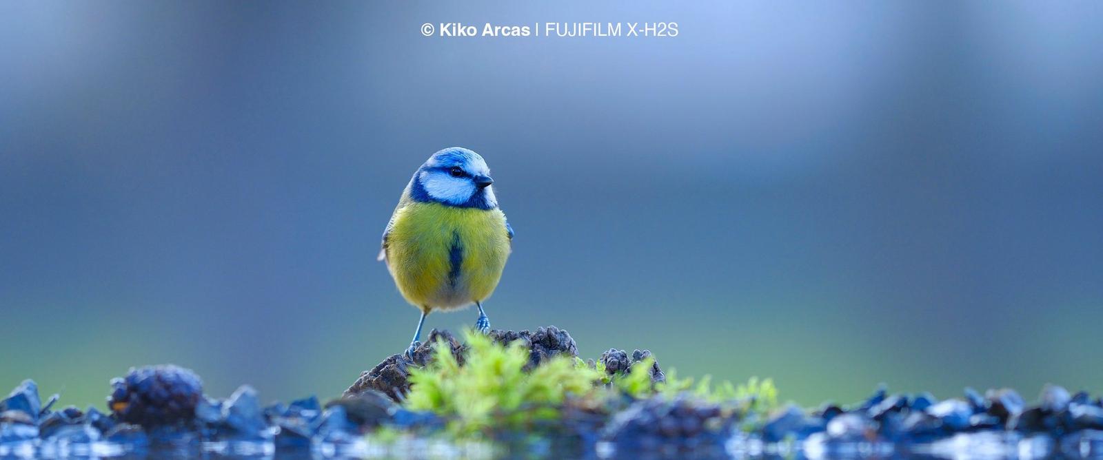 A photo of a bird on a twig