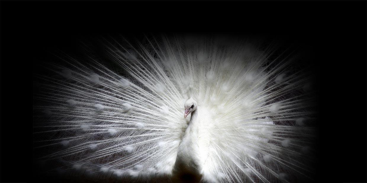 Albino peacock against a black background