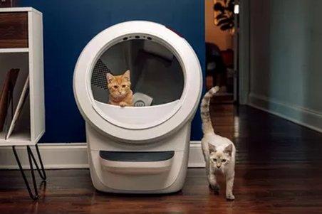 Cat in an self-cleaning litter tray