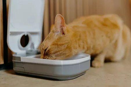 Cat eating from an automatic pet feeder
