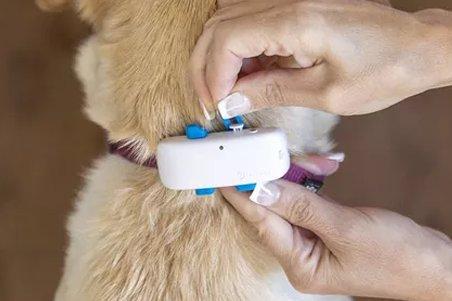 Person putting a GPS pet tracker on a dog's collar