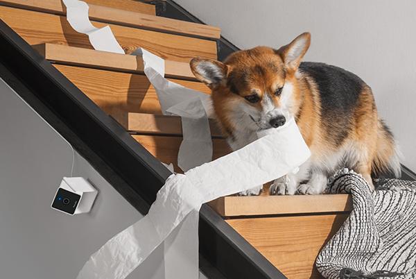 a dog is climbing up the stairs with a roll of toilet paper