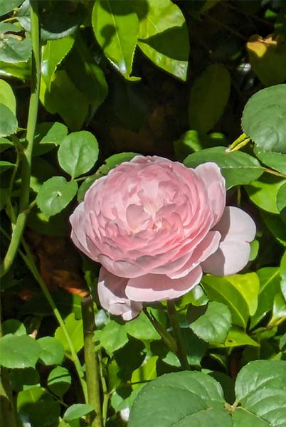 a pink rose is surrounded by green leaves in a garden