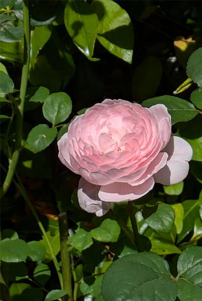 a pink rose is surrounded by green leaves in a garden