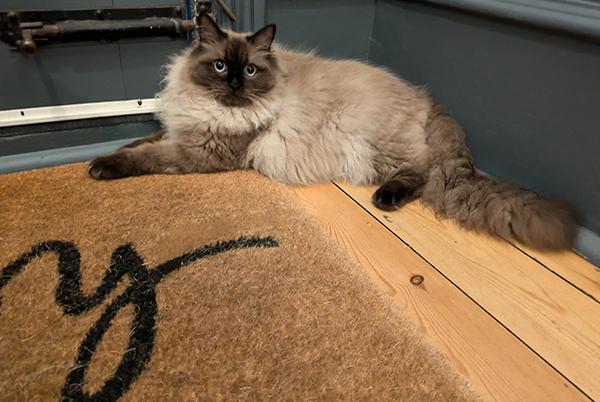 a cat sitting on the floor next to a door with a doormat