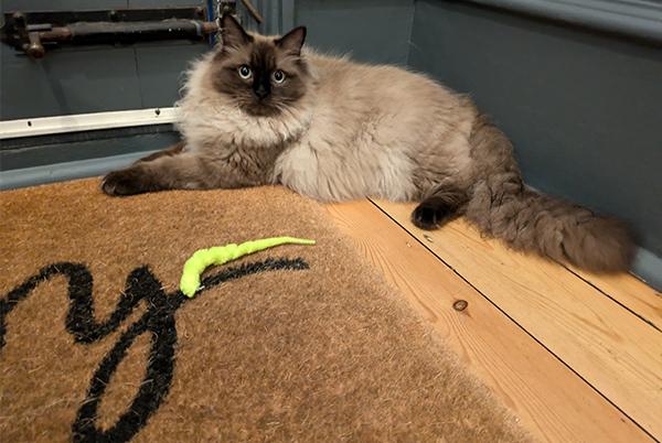 a cat laying on a mat on the floor next to a door