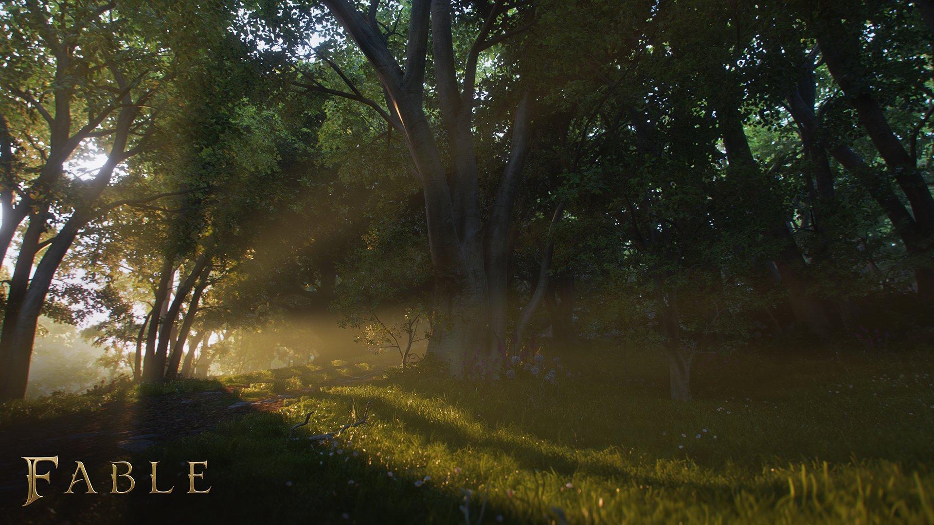 Sunlight shining through through trees in a forest